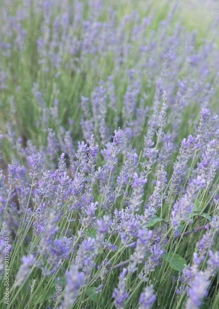 Naklejka premium Field of Lavender, Lavandula angustifolia, Lavandula officinalis