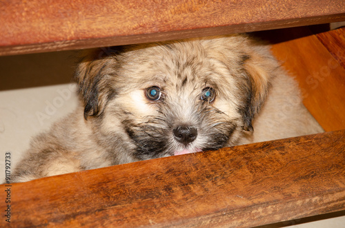 Cute fluppy Tibetan Lhasa puppy photo