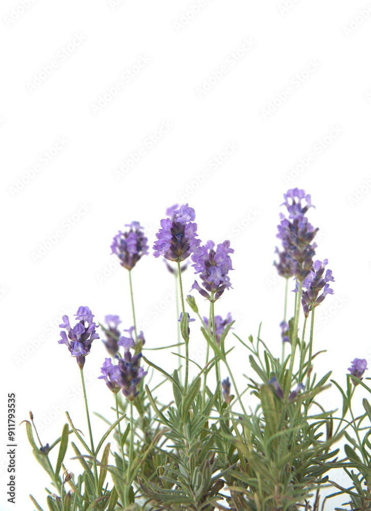 Obraz premium Blooming Lavender, Lavandula angustifolia, Lavandula officinalis, on white background