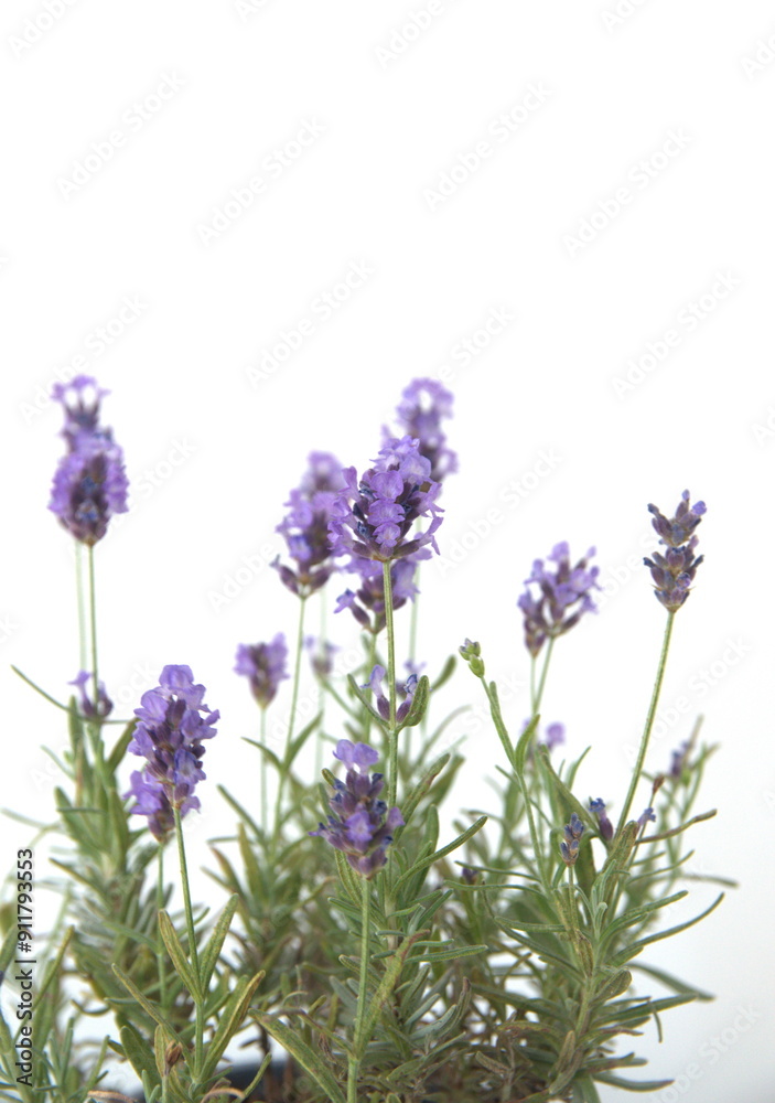 Obraz premium Blooming Lavender, Lavandula angustifolia, Lavandula officinalis, on white background