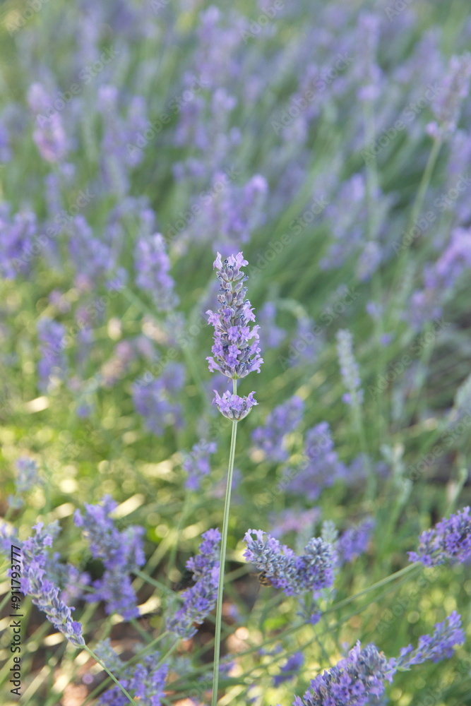 Obraz premium Field of Lavender, Lavandula angustifolia, Lavandula officinalis