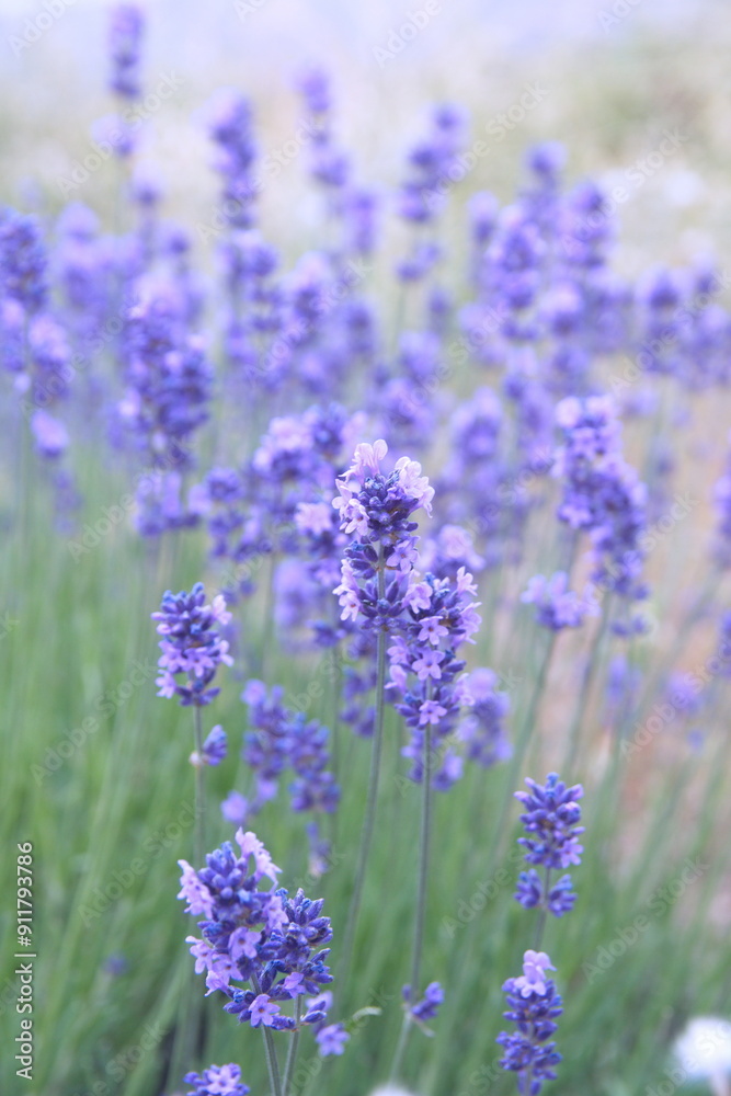 Field of Lavender, Lavandula angustifolia, Lavandula officinalis Field of Lavender, Lavandula angustifolia, Lavandula officinalis