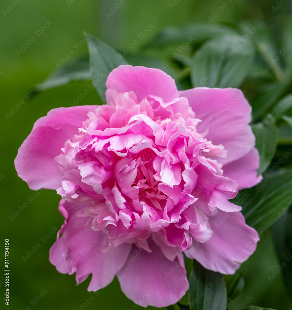 Close-Up of a Vibrant Pink Peony Flower