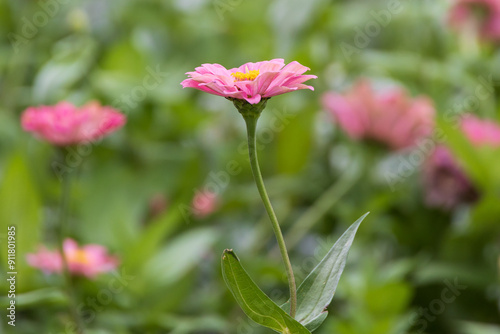 Pink Zinnia flower close-up