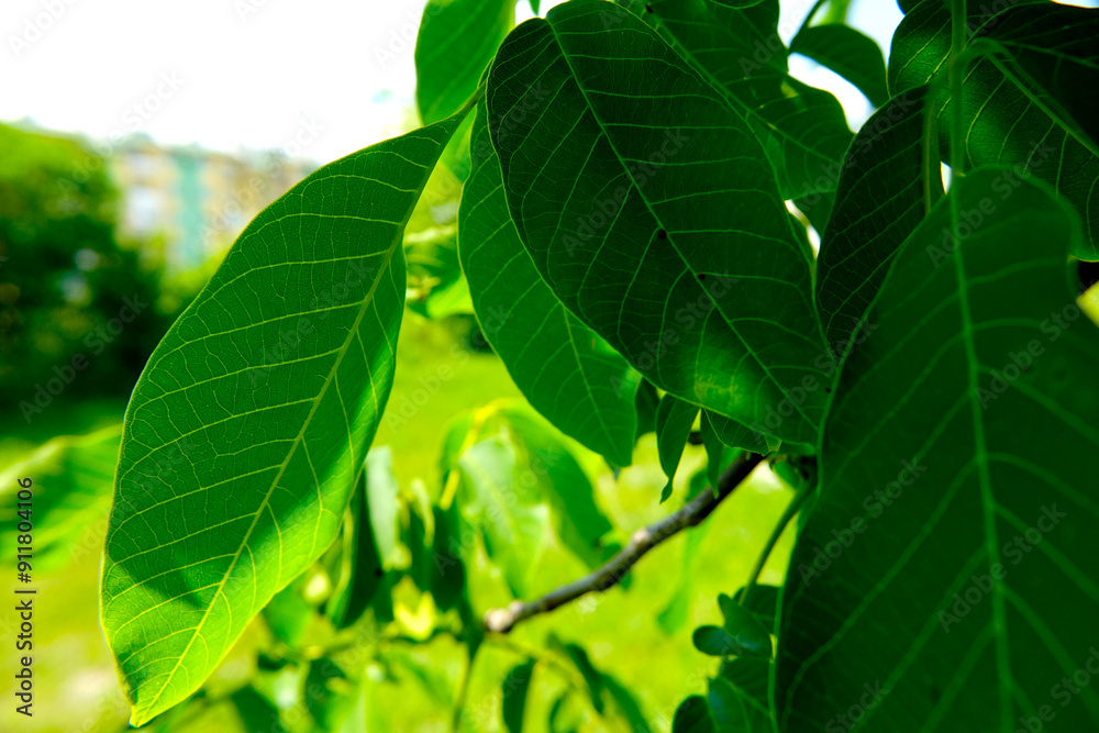 Lush Green Leaves of Juglans Regia Walnut Tree in Natural Light During Daytime Lush Green Leaves of Juglans Regia Walnut Tree in Natural Light During Daytime