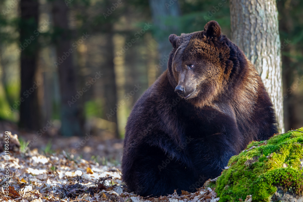 Majestic Brown Bear Resting in a Forest. Looking to the left. Text space in the left part of image Majestic Brown Bear Resting in a Forest. Looking to the left. Text space in the left part of image