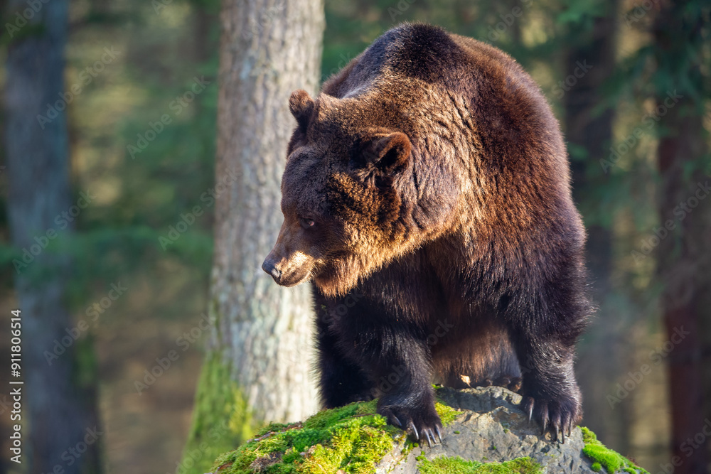 Majestic Brown Bear Standing on Moss-Covered Rock in Forest. Ursus arctos Majestic Brown Bear Standing on Moss-Covered Rock in Forest. Ursus arctos