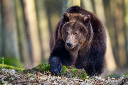 Wallpaper Mural Majestic Brown Bear in a Sunlit Forest Clearing. Ursus arctos Torontodigital.ca