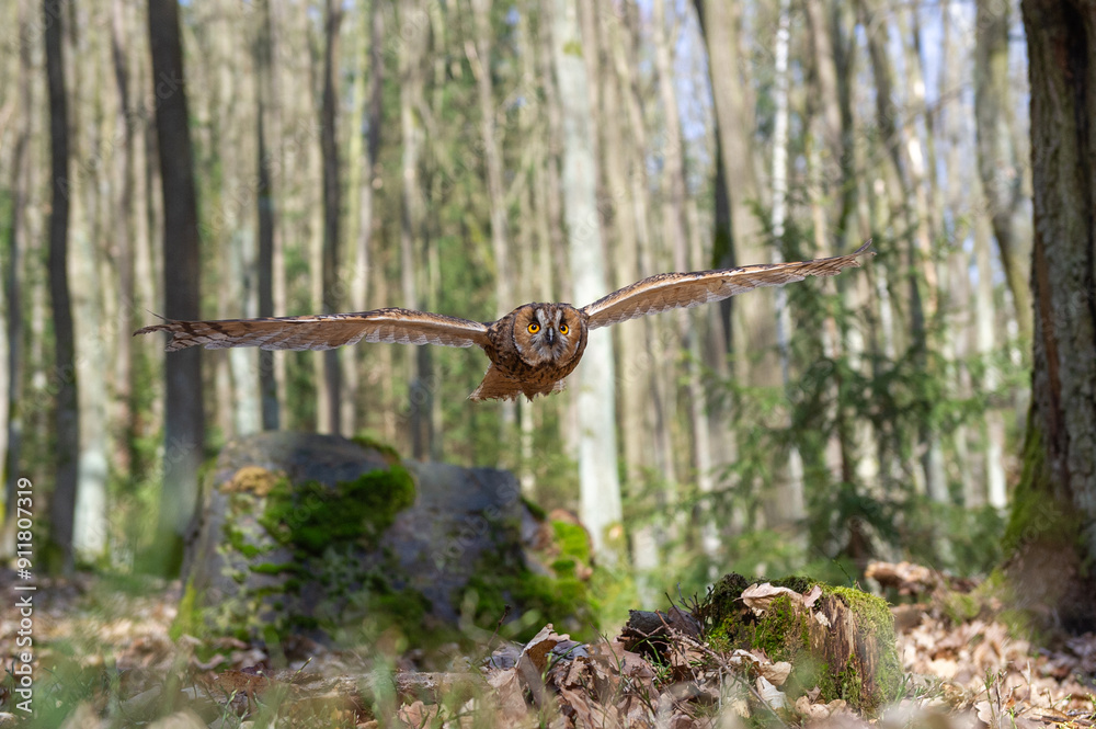 Long-eared owl Soaring Through Forest In Daylight. Asio otus Long-eared owl Soaring Through Forest In Daylight. Asio otus