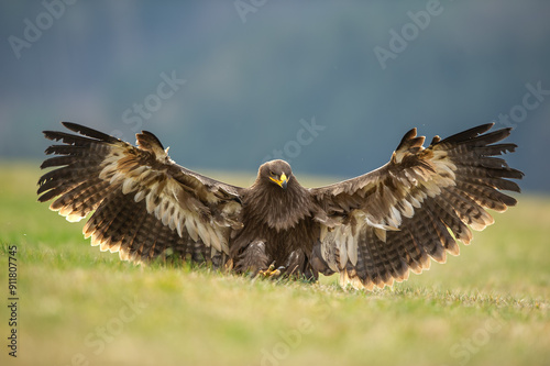 Majestic Steppe Eagle Spreading Wings on Grassy Field