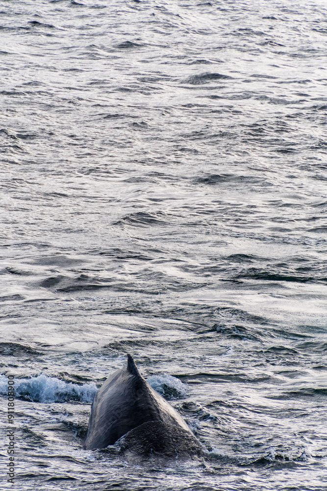 Fototapeta premium Close-up of the back and dorsal fin of a diving humpback whale -Megaptera novaeangliae. Image taken in the Graham passage, near Charlotte Bay, Antarctic Peninsula