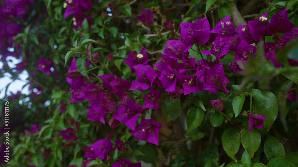 Vibrant purple bougainvillea spectabilis flowers in bloom outdoors in puglia, southern italy, showcasing lush green foliage in the sunny mediterranean climate.