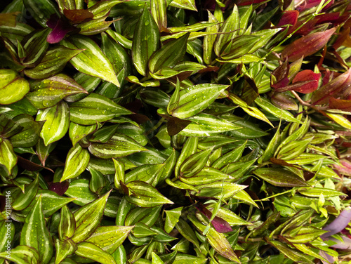 Wallpaper Mural Texture of red and green plants wet with dew - floral photography concept Torontodigital.ca