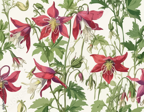 Antique botany illustration: Columbine, Aquilegia vulgaris