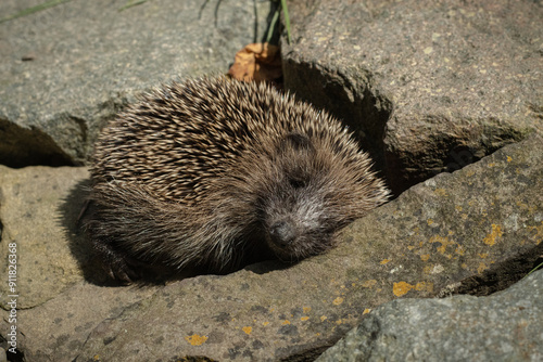 Sleeping hedgehog on the stones