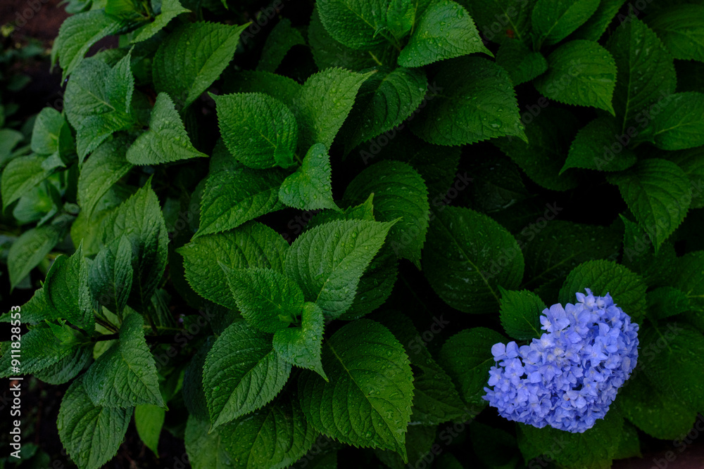 紫陽花
