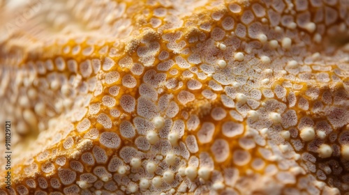 Close-up of Starfish Texture Highlighting Detailed Orange Surface photo