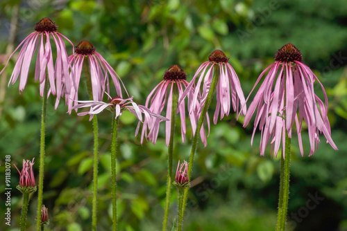 Blüten der Heilpflanze Sonnenhut (Echinacea pallida) photo