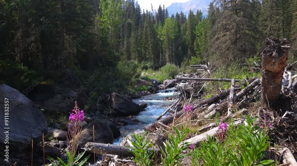 Flowing creek with summer wildflowers in bloom in the Canadian Rocky Mountains Banff Kananaskis Rocky Mountains Flowing creek with summer wildflowers in bloom in the Canadian Rocky Mountains Banff Kananaskis Rocky Mountains