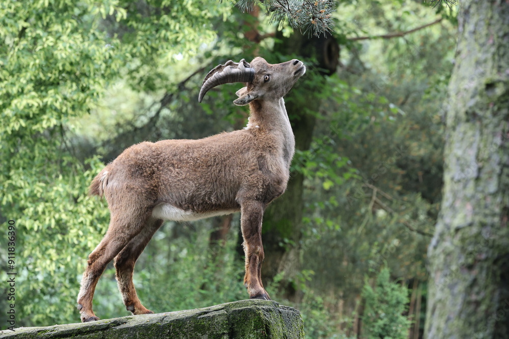 The Alpine ibex (Capra ibex), also known as the steinbock The Alpine ibex (Capra ibex), also known as the steinbock
