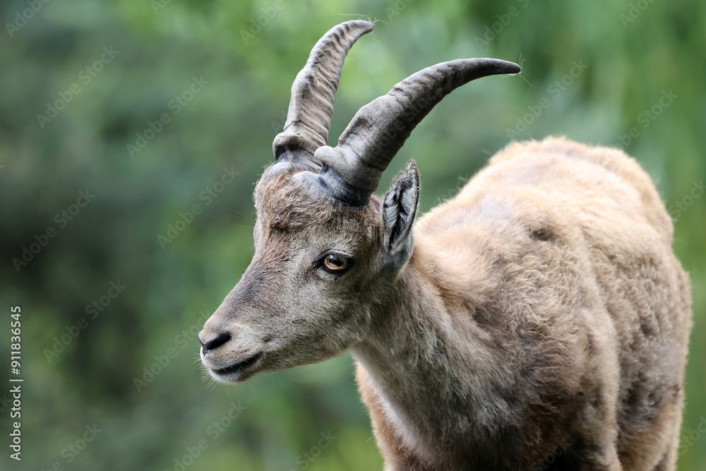 The Alpine ibex (Capra ibex), also known as the steinbock The Alpine ibex (Capra ibex), also known as the steinbock