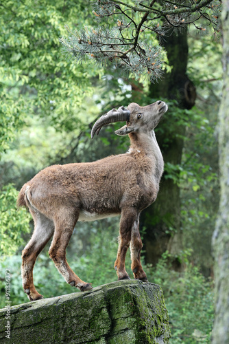 The Alpine ibex (Capra ibex), also known as the steinbock