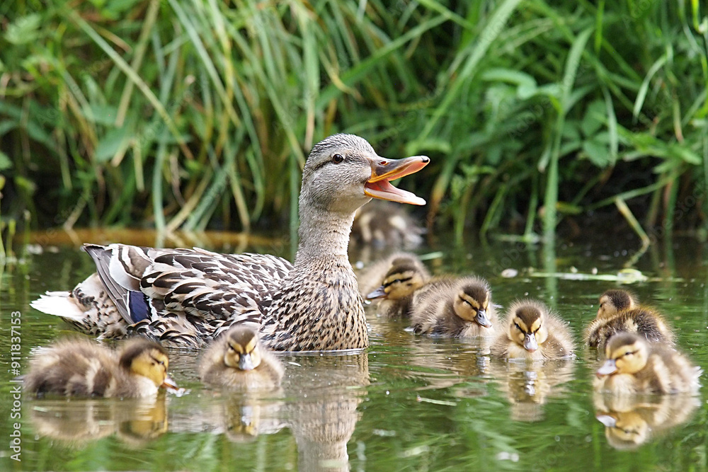 ducks family on a pond in summer natural background