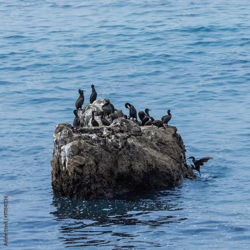 Fiscalini Cormorants 2 photo