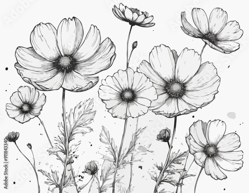 Vector Cosmos floral botanical flowers. Black and white engraved ink art. Isolated cosmea illustration
