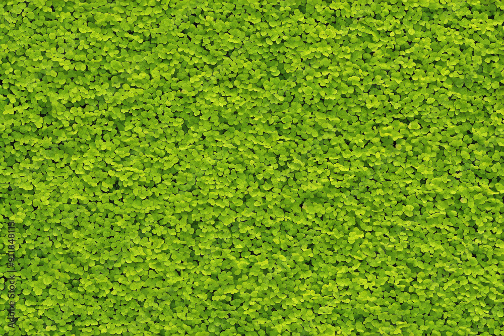 green leaves nature background green leaves nature background