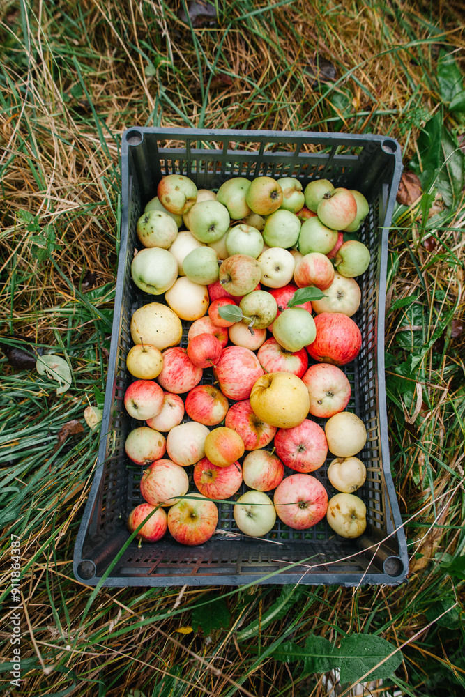 crate of apples