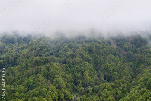 Foggy melancholic mountain forest view landscape