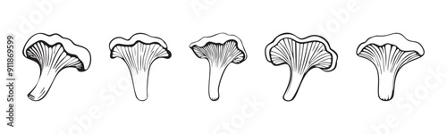 Set of hand drawn outlined chanterelle mushroom vectors
