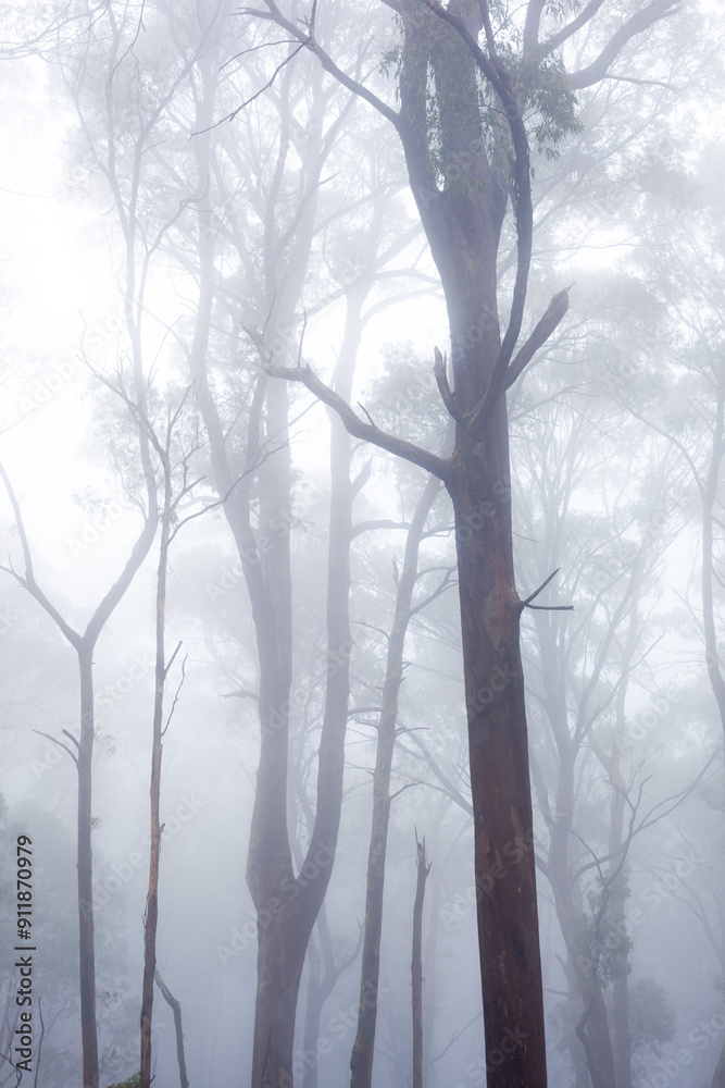 Gumtrees in the early morning fog Gumtrees in the early morning fog