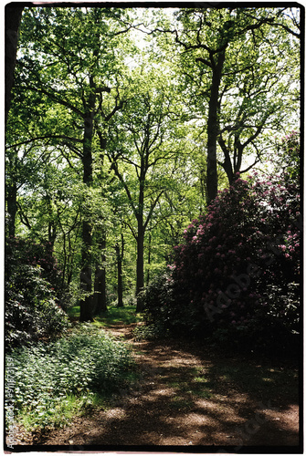 A Sunlit Path Through a Lush Woodland in the Afternoon photo