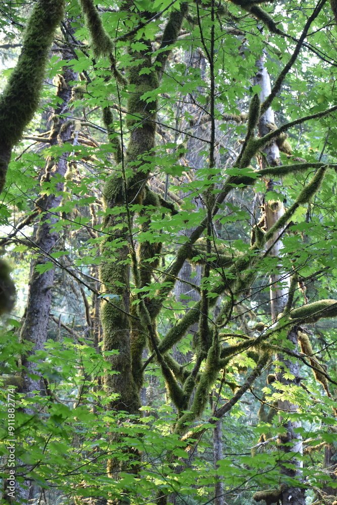 Fototapeta premium trees in the forest