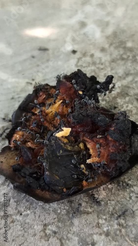 Wallpaper Mural black ants break down food and work together Torontodigital.ca