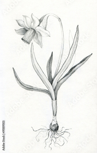 daffodil drawing