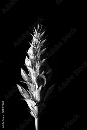 Acanthus flower in black and white