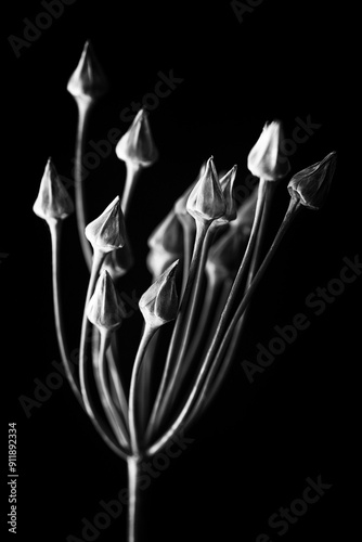 Allium siculum flower after blooming