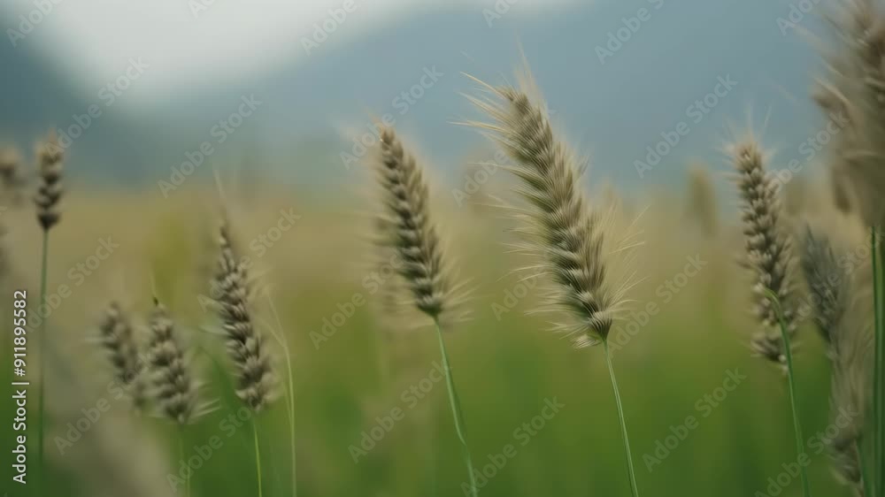 Close-up: Delicate grass plumes sway gently in a summer breeze. Soft focus alternates between foreground and background, creating a dreamy atmosphere. Close-up: Delicate grass plumes sway gently in a summer breeze. Soft focus alternates between foreground and background, creating a dreamy atmosphere.