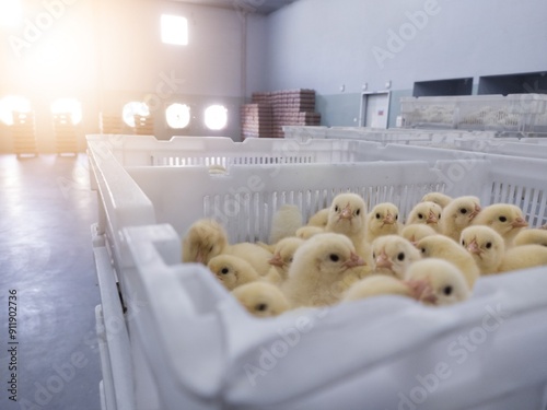 Chicken in basket day old chick new born on the broiler farm hatchery productivity. photo