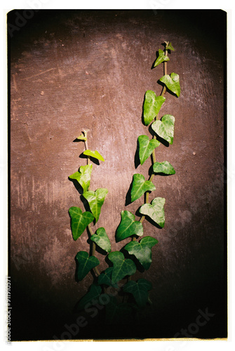 A climbing plant. photo