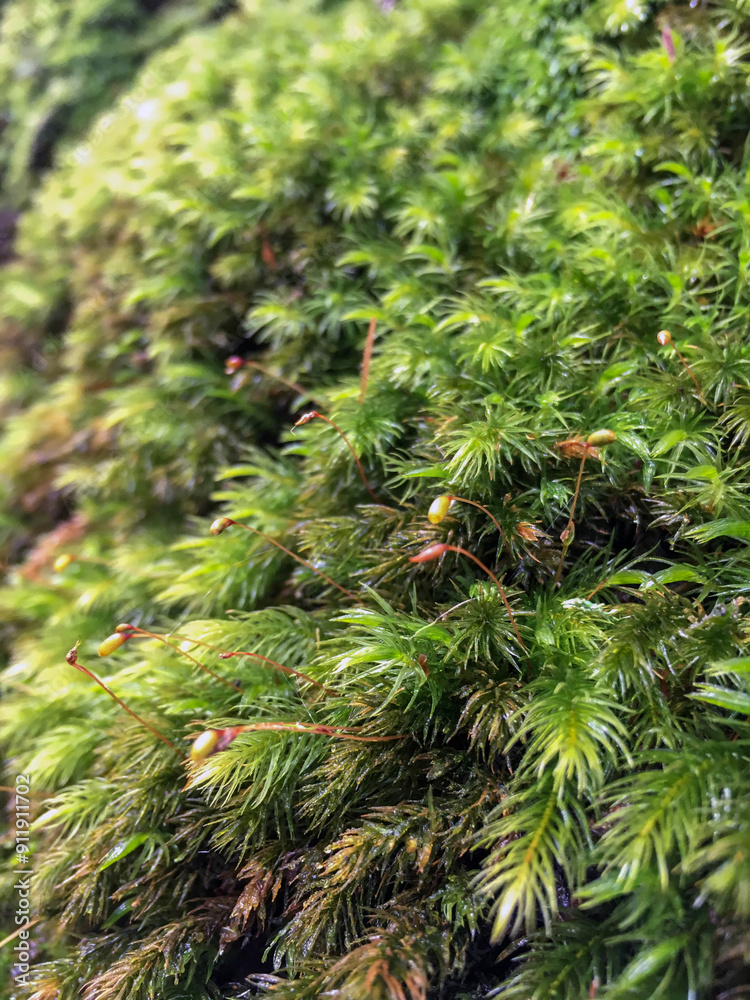 Macro close-up of downward facing haircap moss and thier budding tendrils Macro close-up of downward facing haircap moss and thier budding tendrils