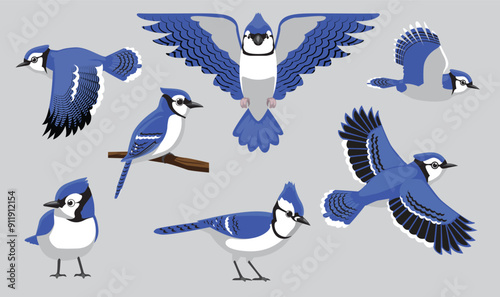 Blue Jay Bird Various Poses Cartoon Vector Character