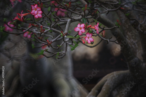 Adenium Obesum (Mock Azalea, Desert Rose, Impala Lily, Pink Bigmonia, Salsi Star) 
Suan Nong Nooch Tropical Garden Pattaya, Thailand.  photo