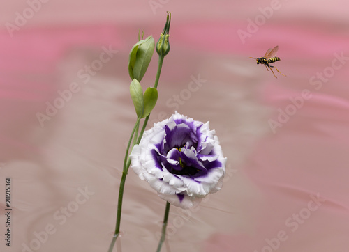 Wasp flying down to deep purple/white flower photo