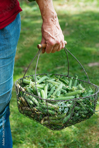 Basket with pea pods photo