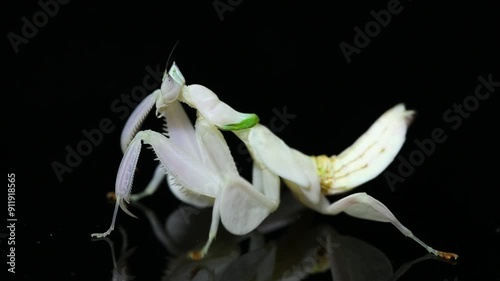 Orchid praying mantis hymenopus coronatus photo