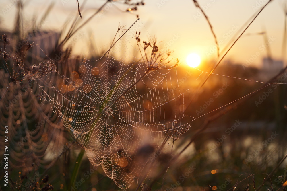 Foto spider web in the dew
